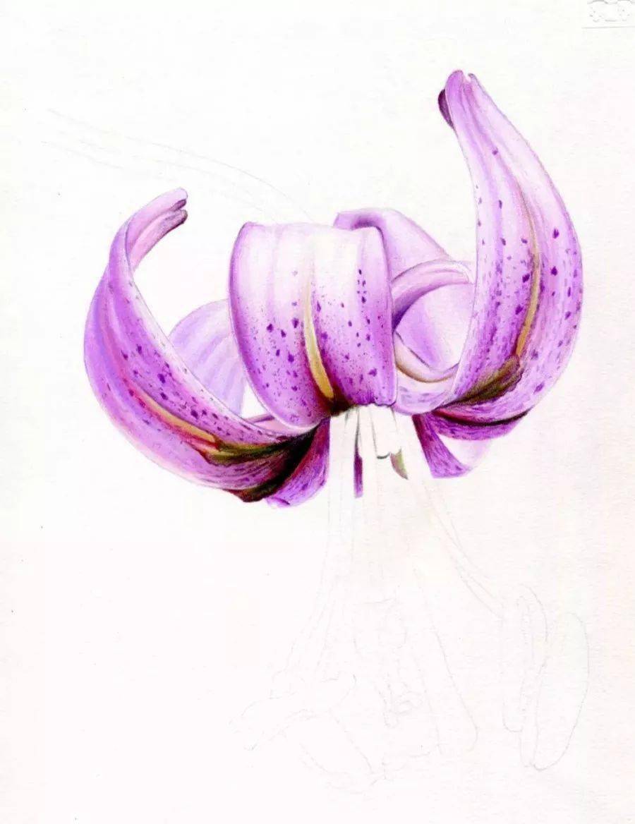 彩铅画花卉静物：百合花株型挺立，含露或低垂！彩铅画花教程步骤