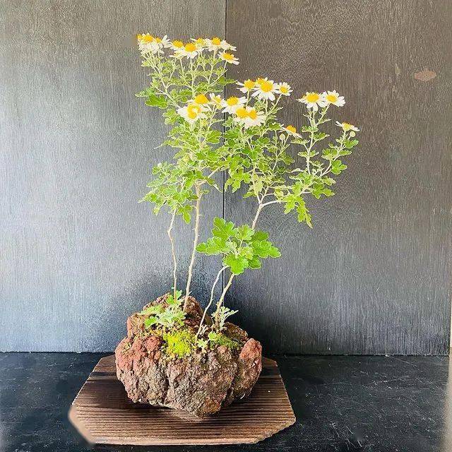 山野草盆景欣赏,太美了!