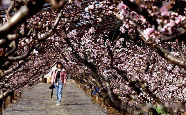 在那桃花盛开的地方的视频 4f0a6b9536da41ecbab7eb8ac2f152a1.jpeg