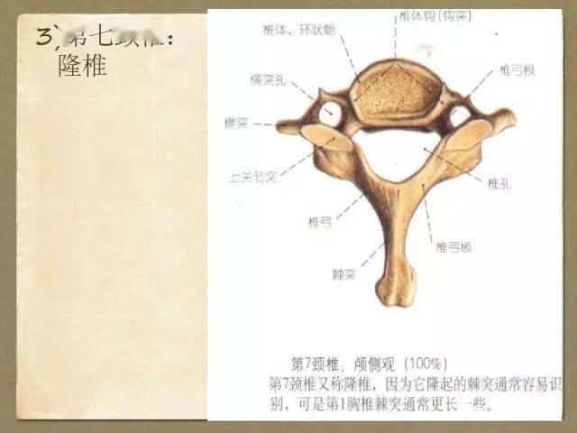 脊椎解剖与影像学上