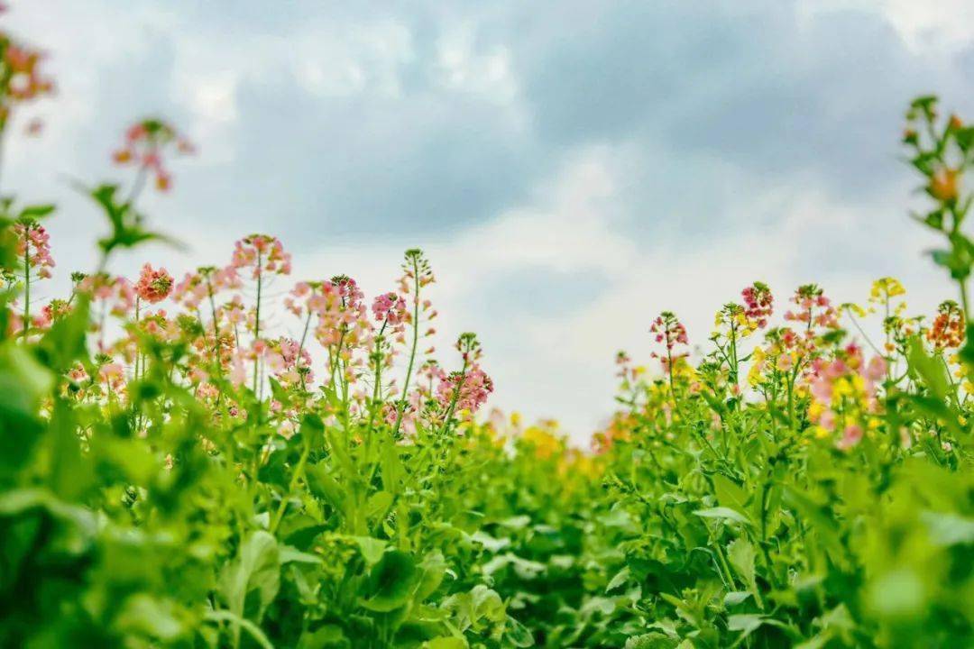 行万里路 神奇的 七彩花海 来啦 这份春游地图 3月出游用得上 油菜花