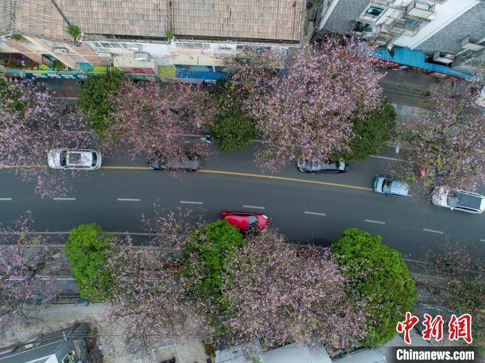 航拍广西柳州20余万株洋紫荆花盛开