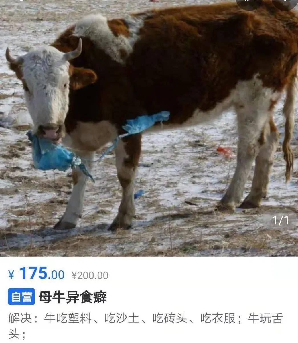 母牛的部位叫什么母牛胎动是左边还是右边 自媒体热点