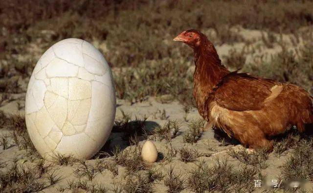 直到2006年的十月,大象鸟才被骇鸟挤下最大的鸟类的位置.