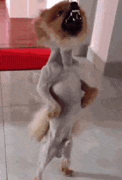 博美被剃毛之后,竟然对着主人叉腰大骂?_狗狗