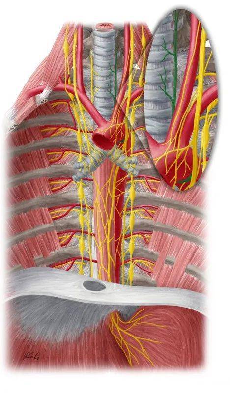 心脏的神经支配