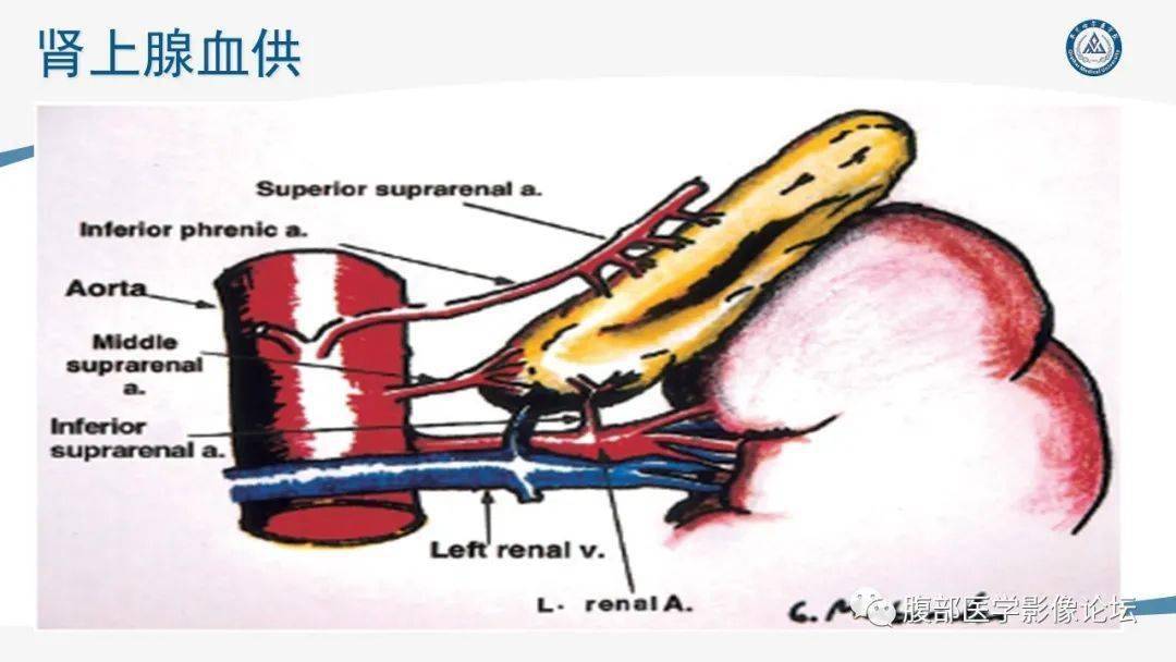 原创丨放射科在肾上腺疾病临床诊治中的作用