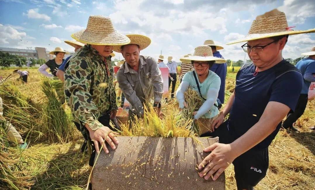 总投资300万，人和镇​将打造秀水村水稻公园！