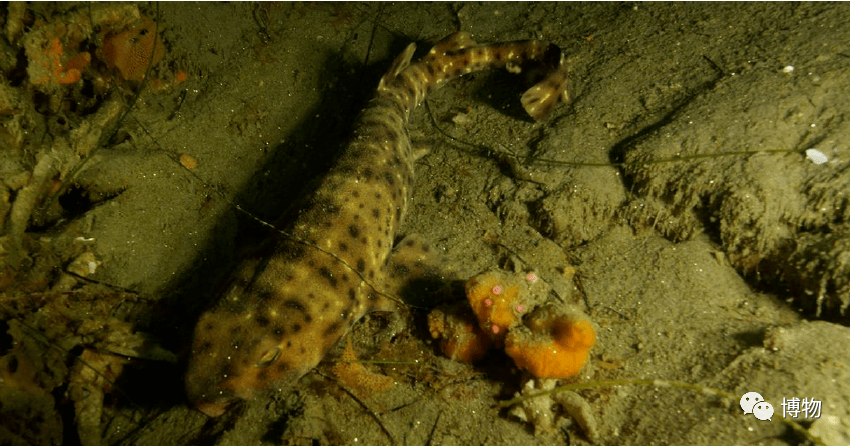 在庞大的鲨鱼家族中,不仅网纹猫鲨会发光,东太平洋绒毛鲨身上也会发出