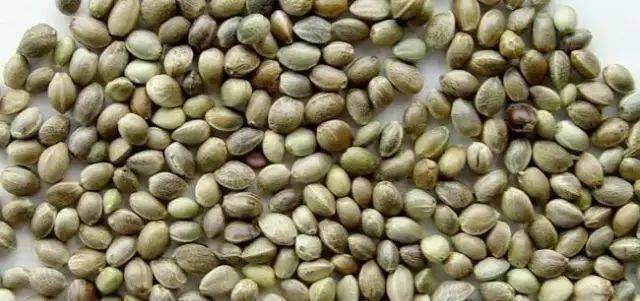 火麻仁妙用:几乎零病鸽(图)_功效