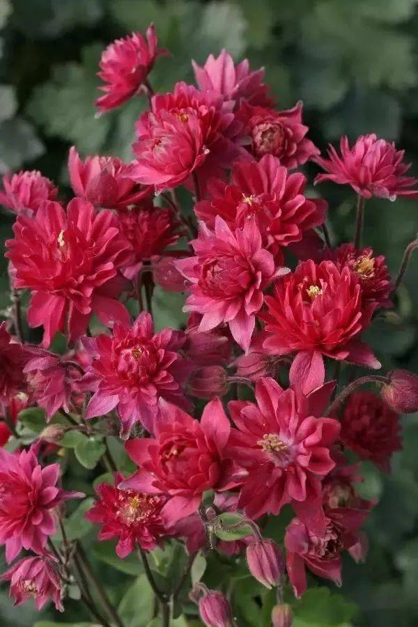 耧斗菜专题名字俗气花朵却又仙气飘飘百看不厌