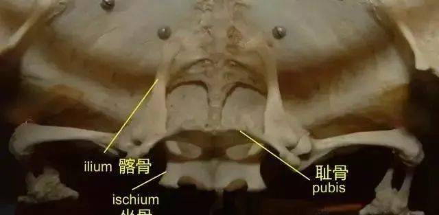 龟类的神经、肌肉、骨骼及感觉系统_融合