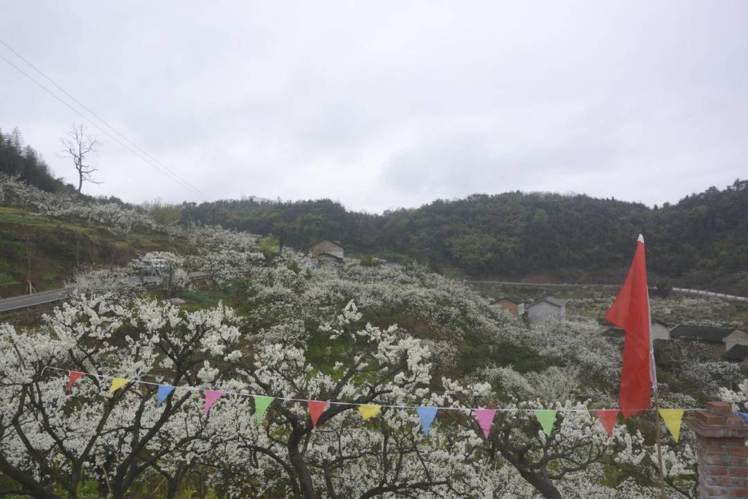 大足城管支队开展庆祝三八春游赏花活动