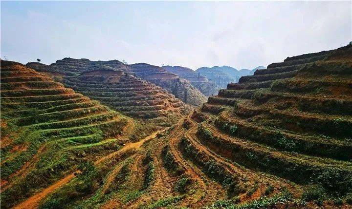 【一防兩不停 確保開門紅】茶源探春茶④:普安樓下1800米高山上,茶綠