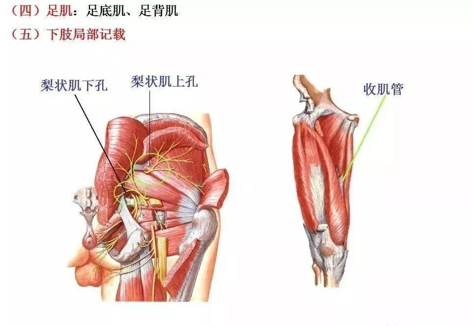 肌肉解剖高清圖譜