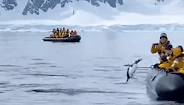 企鹅为逃脱虎鲸捕食跳上游船，全程高能，网友：求生欲太强了！