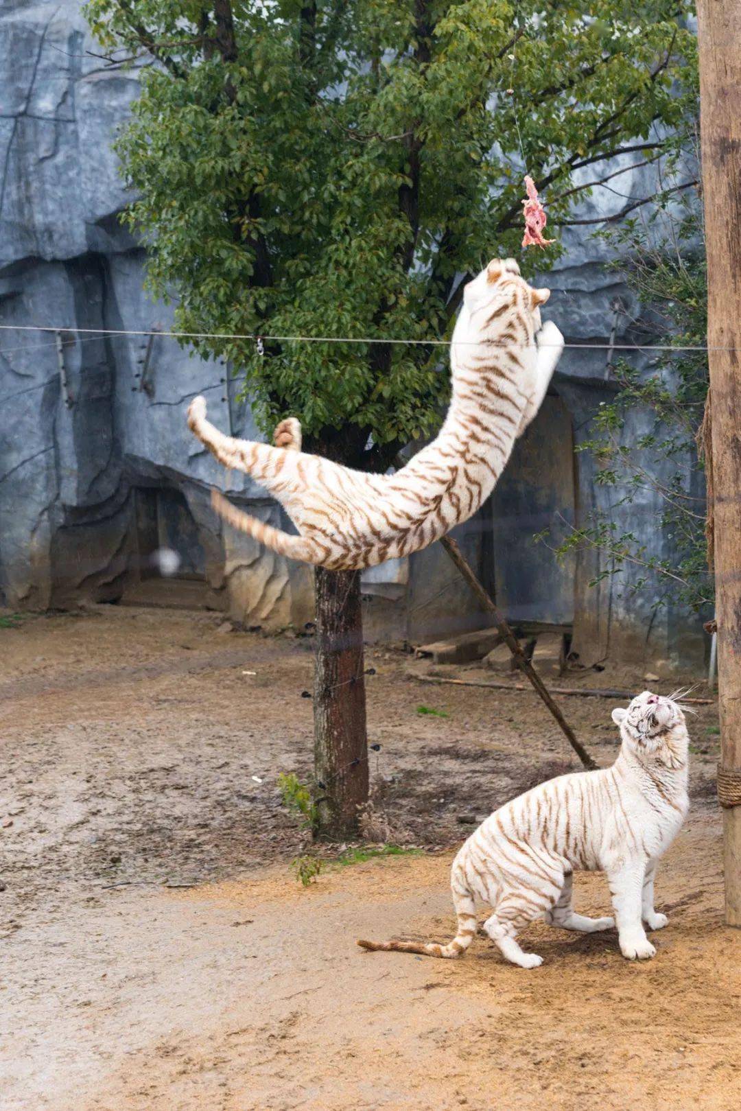 飒爽的英姿帅到上班时有没有被母老虎这都是小意思下水擒拿,上树抓食