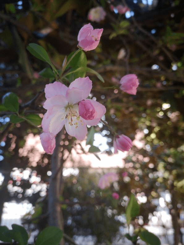 初春6种花 花骨朵呼呼冒 离花开满园不远了 开花
