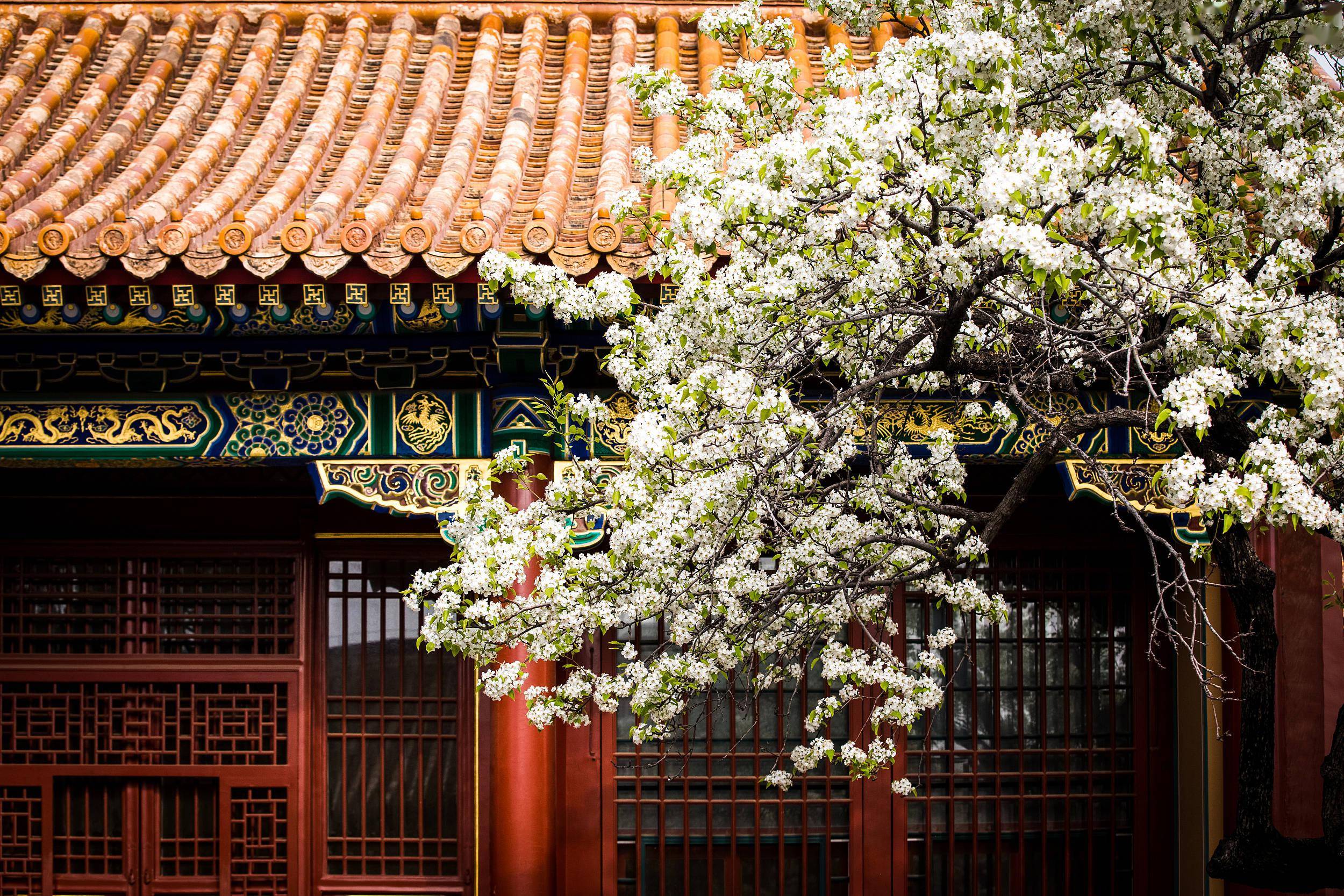 花香与诗意交融的季节，北京市文化和旅游局推出“赏春花读建筑主题游”线路