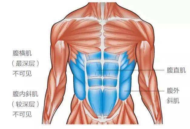 一天一点解剖学 → 人体腹部肌群