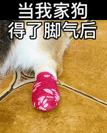 主人為了讓得了腳氣的狗狗開心些，於是。。。 萌趣萌寵 第1张