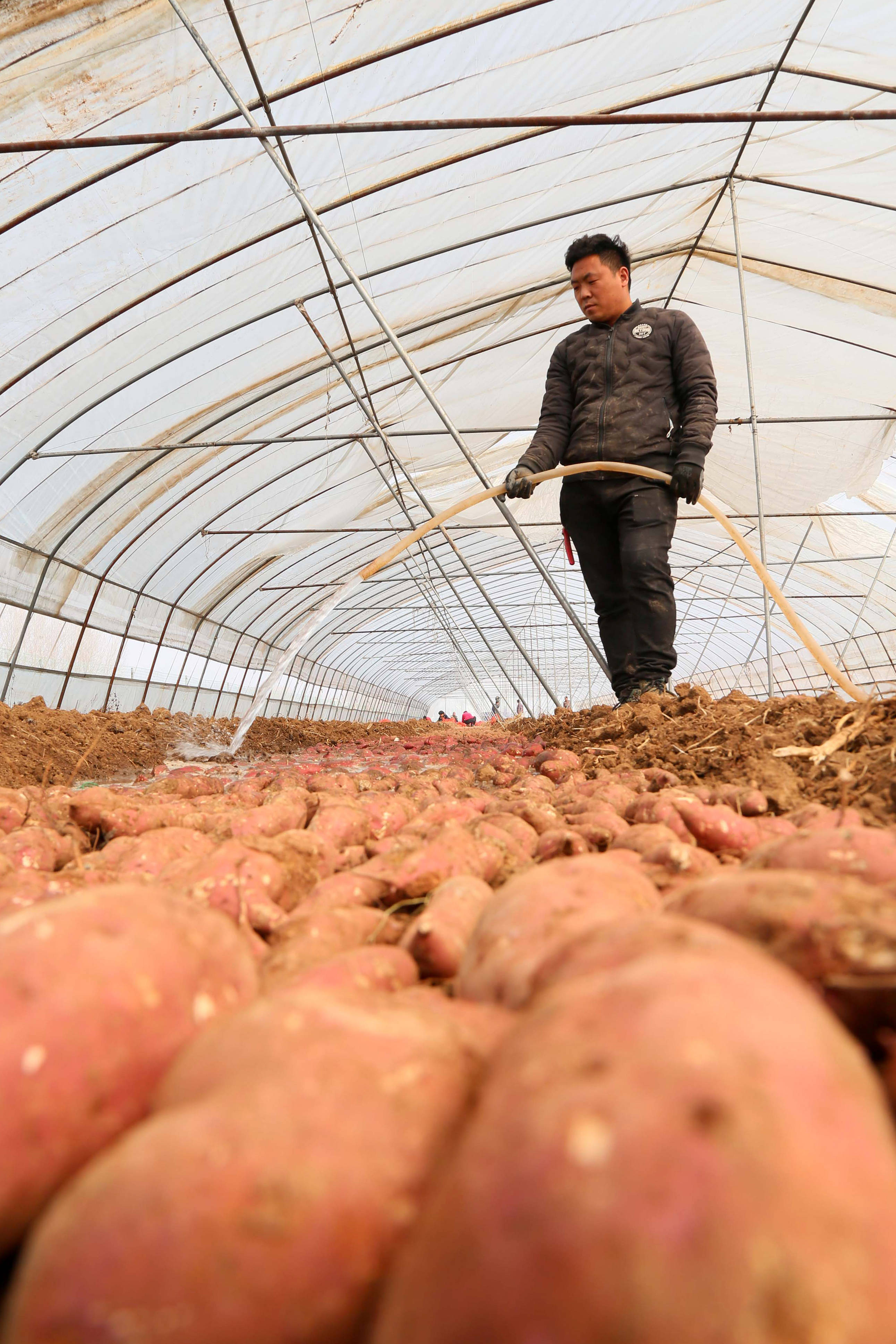 温棚红薯育苗忙