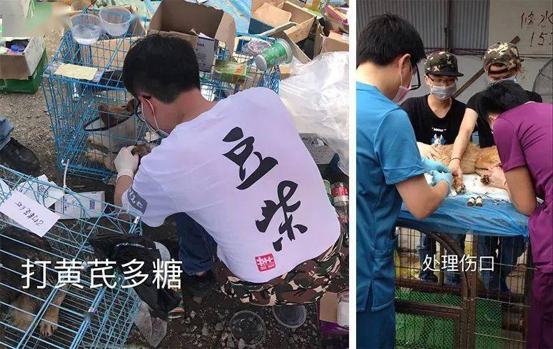 狗狗被救活了，這位主治醫師卻把飯碗丟了...... 萌趣萌寵 第14张
