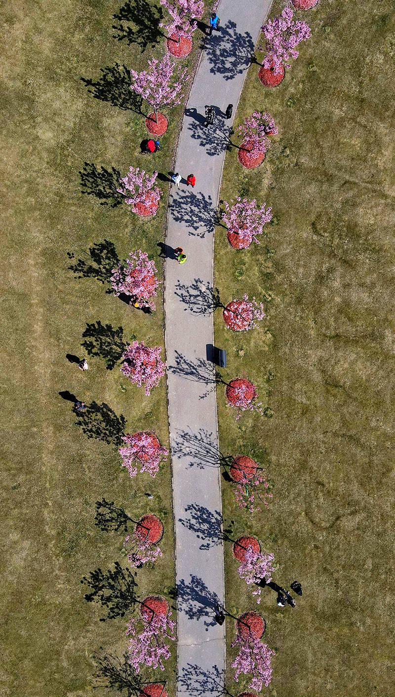 城事｜“上海樱花节”拍了拍你！向你发出赏樱邀请