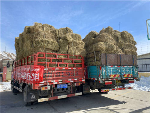 若尔盖:21吨爱心饲草料解牧民燃眉之急