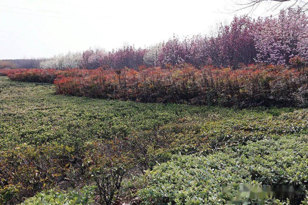 新密市植物园图片