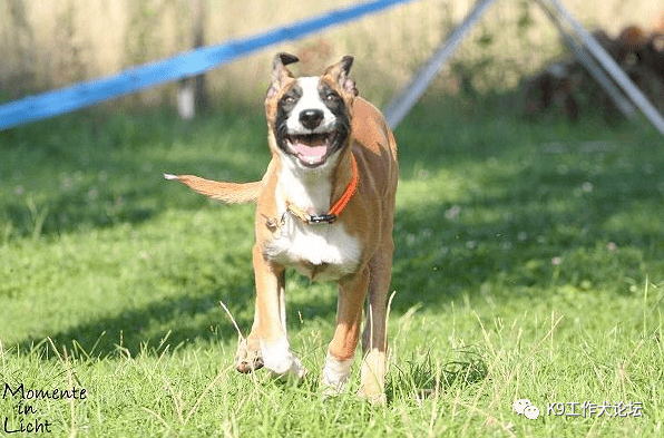 花臉大白胸另類馬犬你喜歡嗎