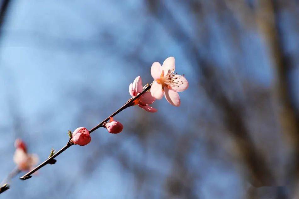 图：早春花枝俏，清水桃花朵朵开