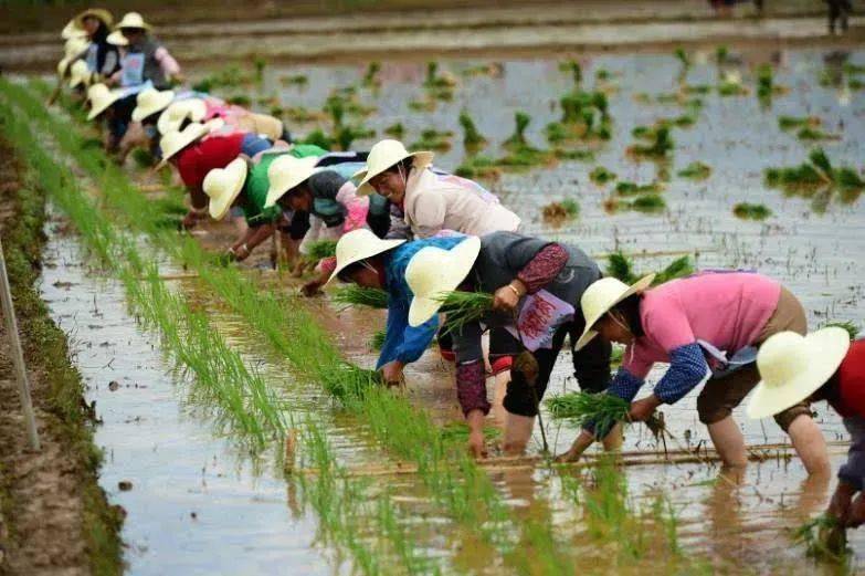 可以说是一毛一样这就是农民伯伯插秧的草帽了嗯,我一定没看错在烈日