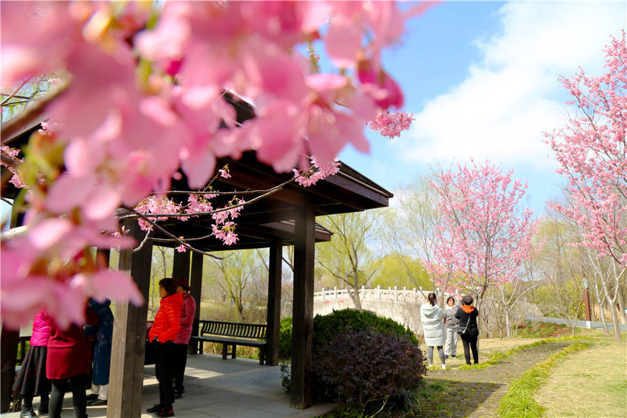 2021上海樱花节将于3月12日开幕 顾村