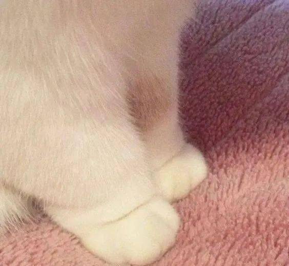 小jiojio怎么能这么治愈!摸起来一定很软~_表情