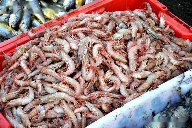 春日里扇贝15块钱两斤青岛大嫚声东击西买的真值