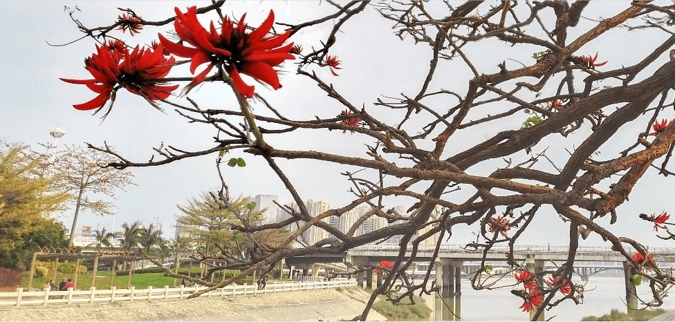 刺桐树树干图片