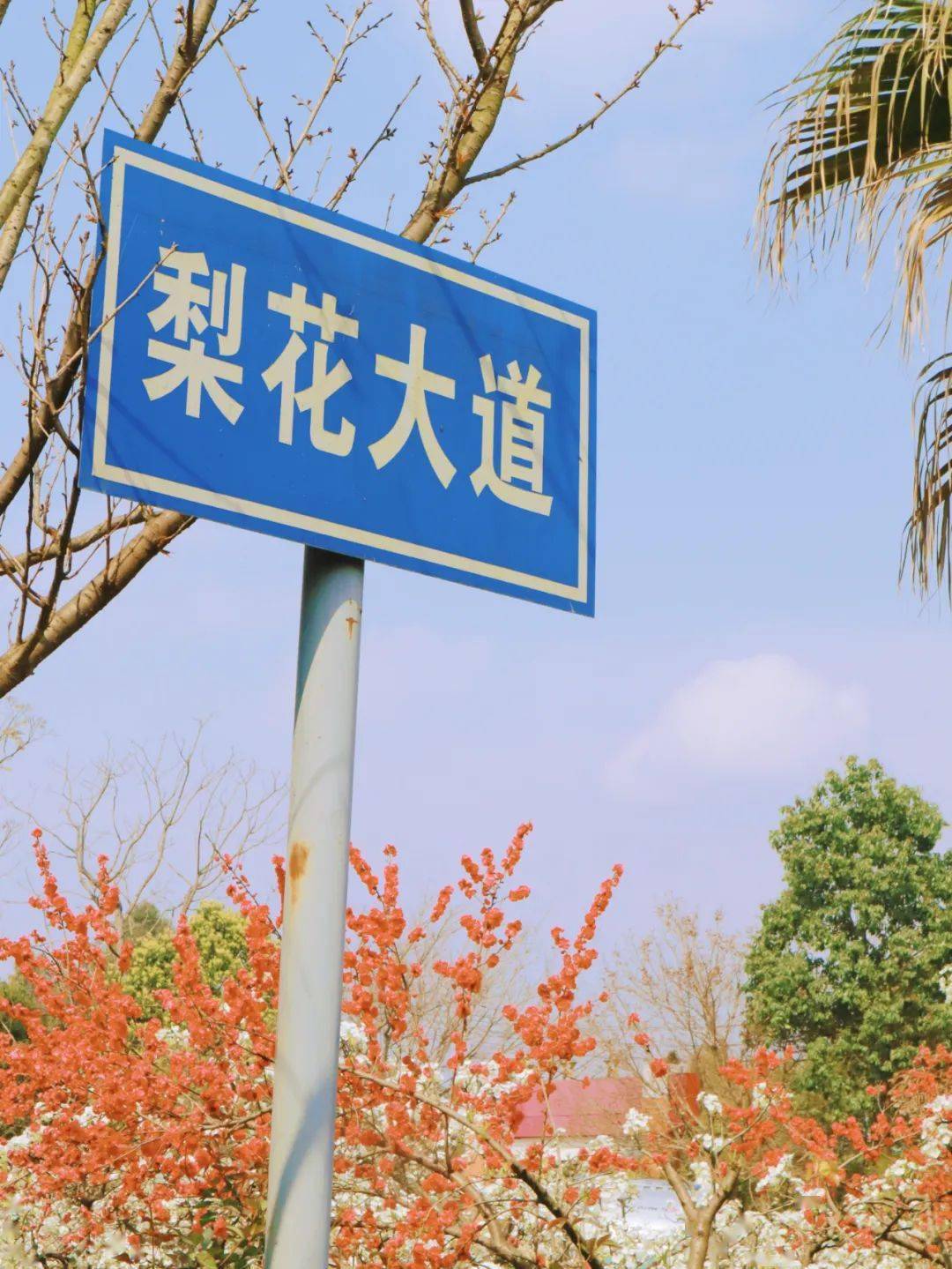 ?大林站spring梨花大道比起其他赏花