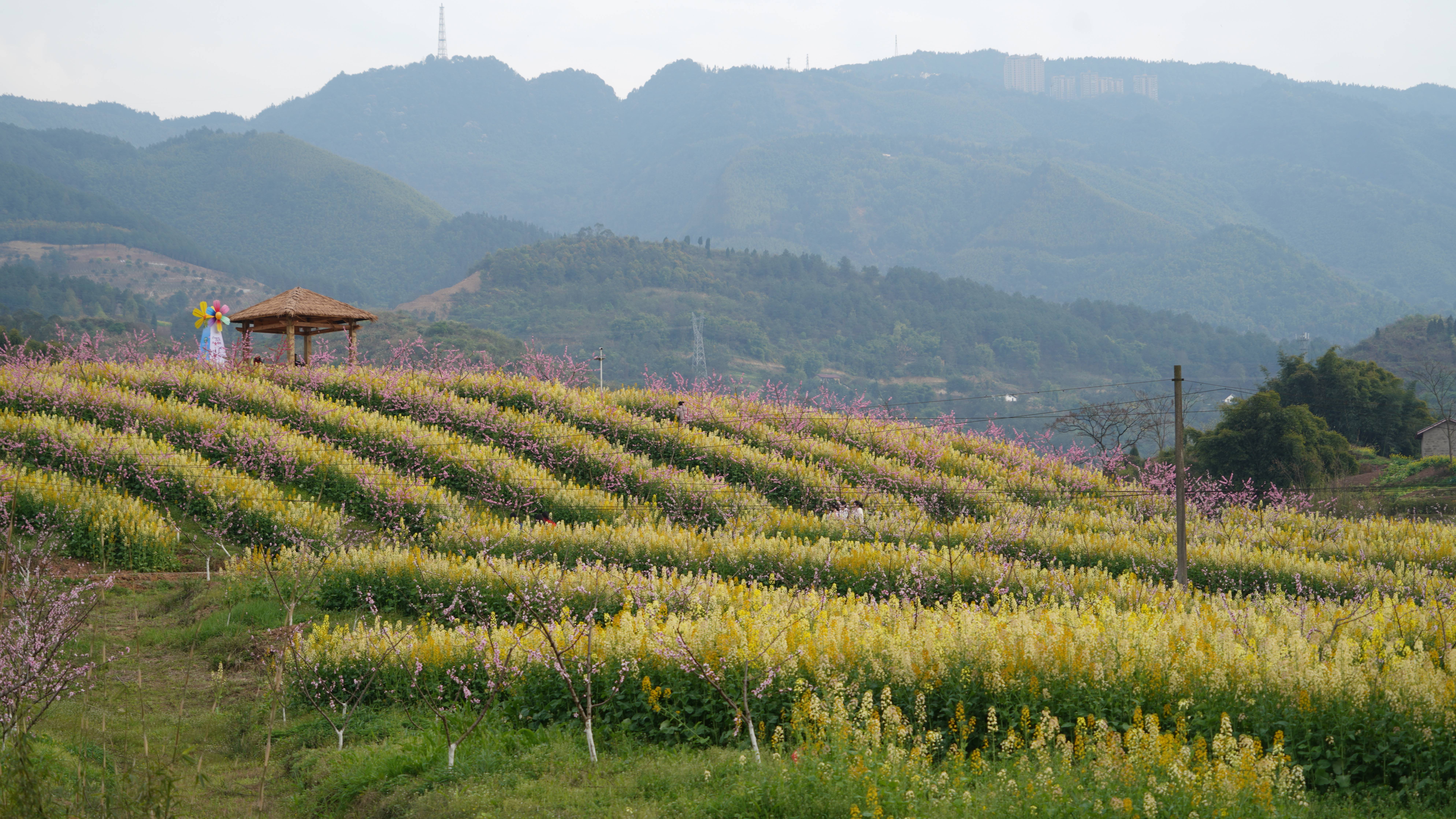 北碚西山坪桃花山图片