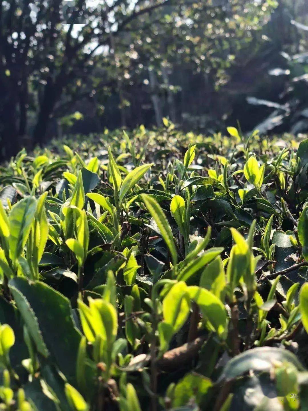 厉害了桂平西山茶入选首批中欧地理标志协定保护名录