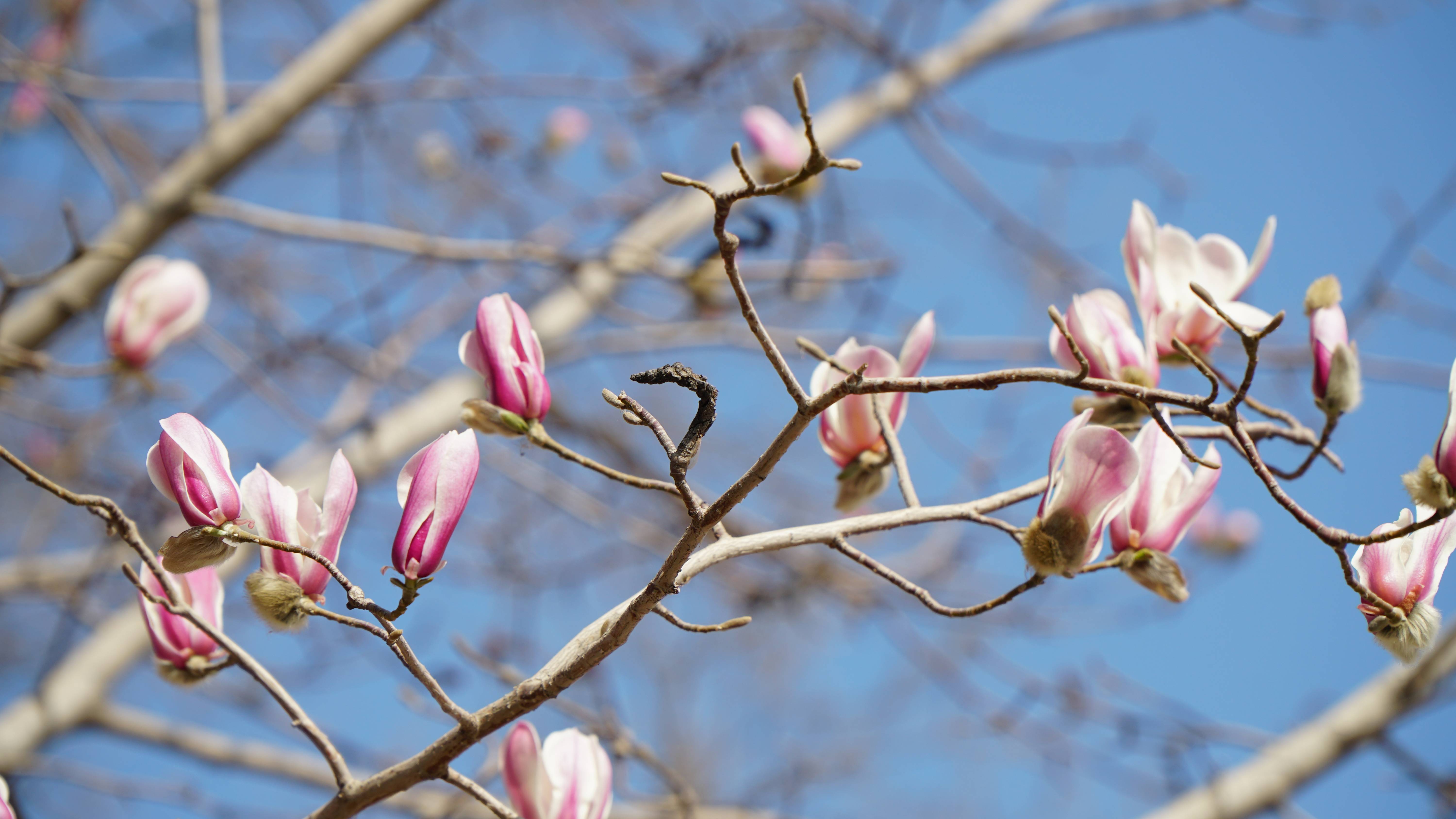 （图）3月赏玉兰花，就在银川唐徕玉兰园