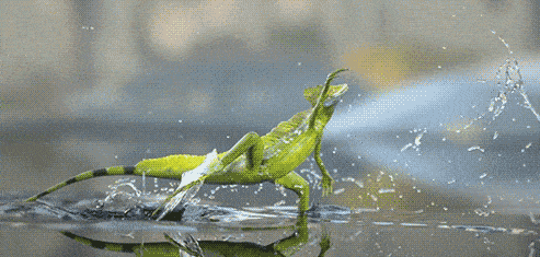 怎么才能做到真正的轻功水上漂 90b824e376044482bbe3eb44c87cd080.gif