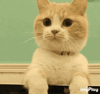 343_322gif 动态图 动图