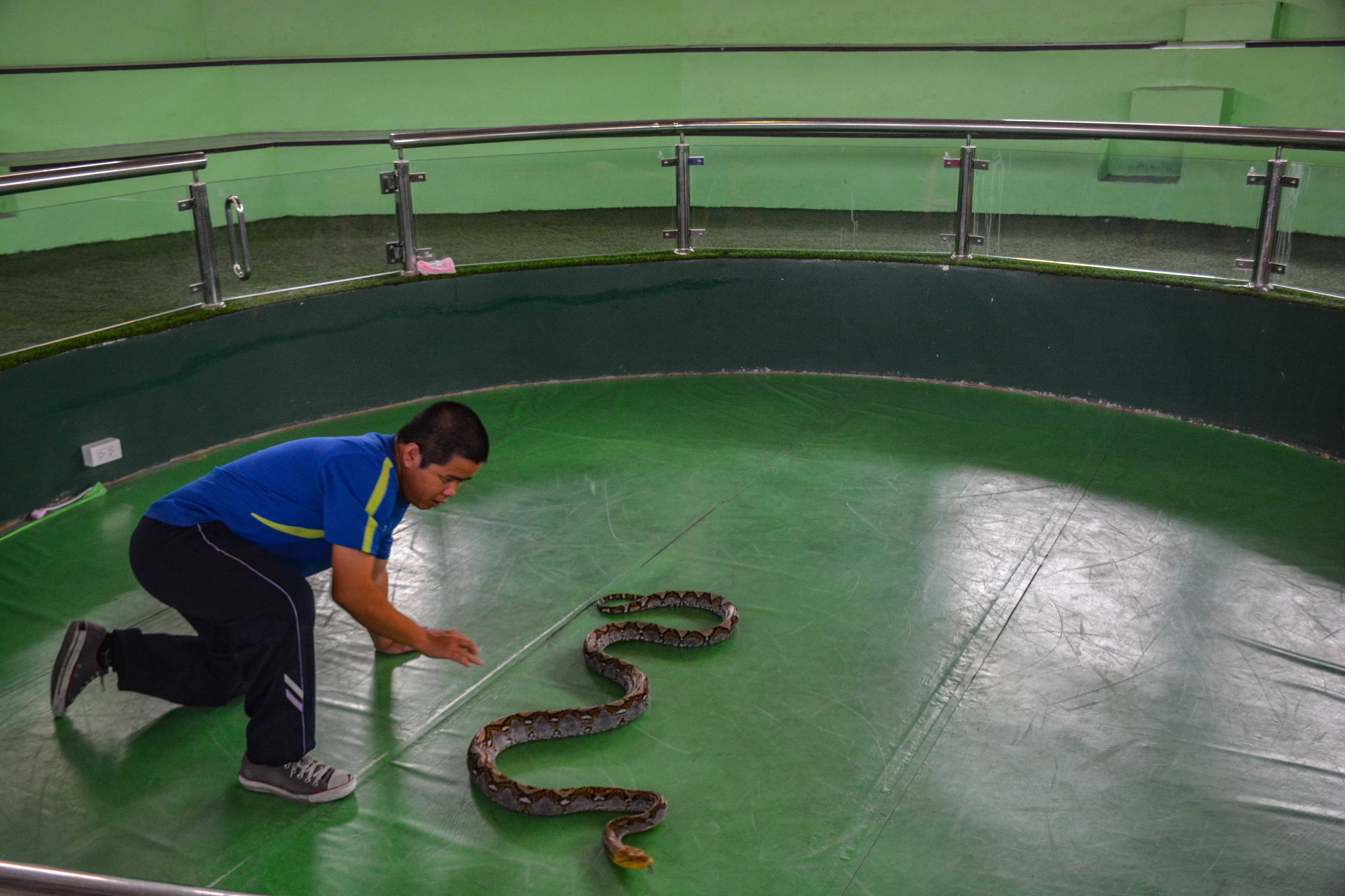 泰国皇家毒蛇研究中心戏蛇-中关村在线摄影论坛