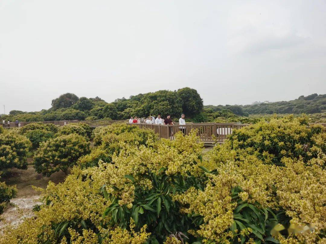 携蜂采蜜他们在荔园安营扎寨不少蜂农追花赶蜜而来繁花盛放,满园花香