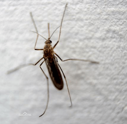 消灭越冬蚊减少蚊二代是时候表演真正的技术了