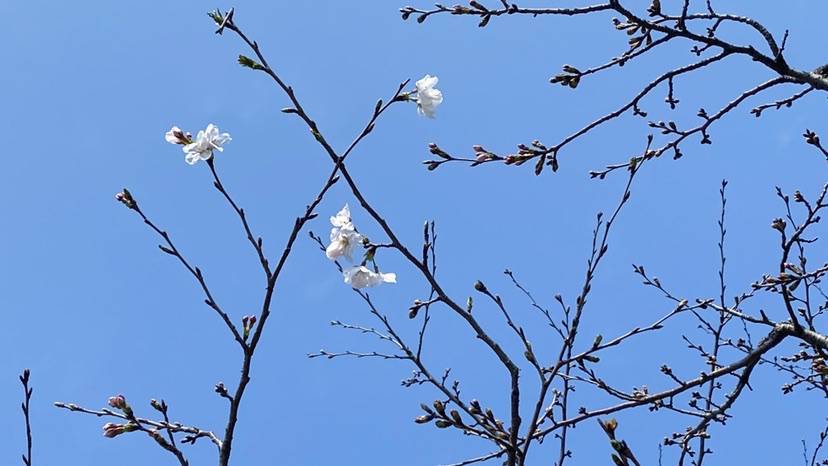 沪上第一枝染井吉野樱花盛开 辰山植物园1.5公里樱花大道将迎颜值巅峰