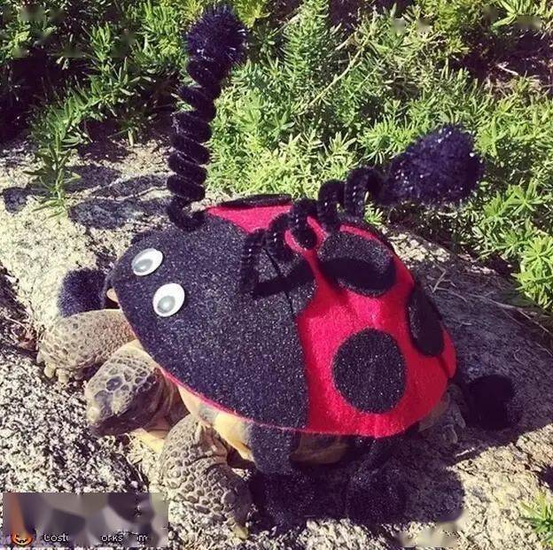穿着奇奇怪怪衣服的乌龟