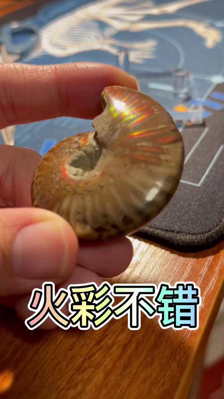 文玩化石火彩不错的风神菊石来自马达加斯加岛科普