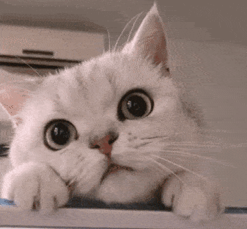 360_333gif 动态图 动图